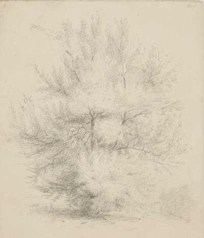 Disegno di un albero da Samuel Finley Breese Morse